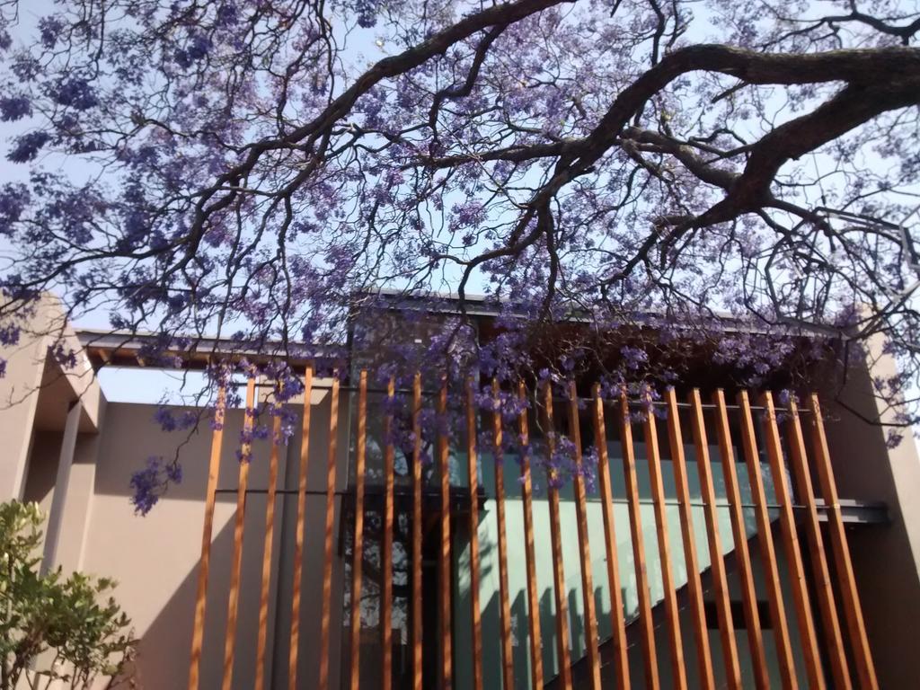 Hotel Criol كويريتارو المظهر الخارجي الصورة Jacaranda trees in bloom at the University of Pretoria