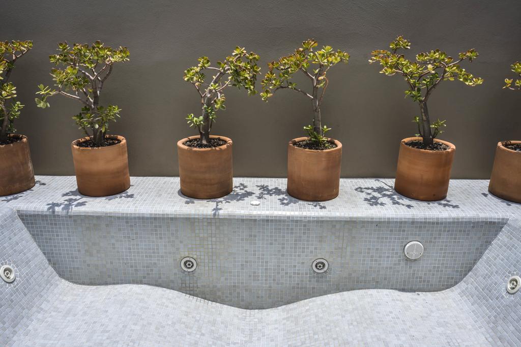 Hotel Criol كويريتارو المظهر الخارجي الصورة Plants in a hydroponic system